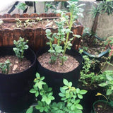 Easy Access Potato Planting Bag - TumTum