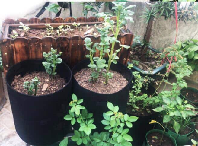 Easy Access Potato Planting Bag - TumTum